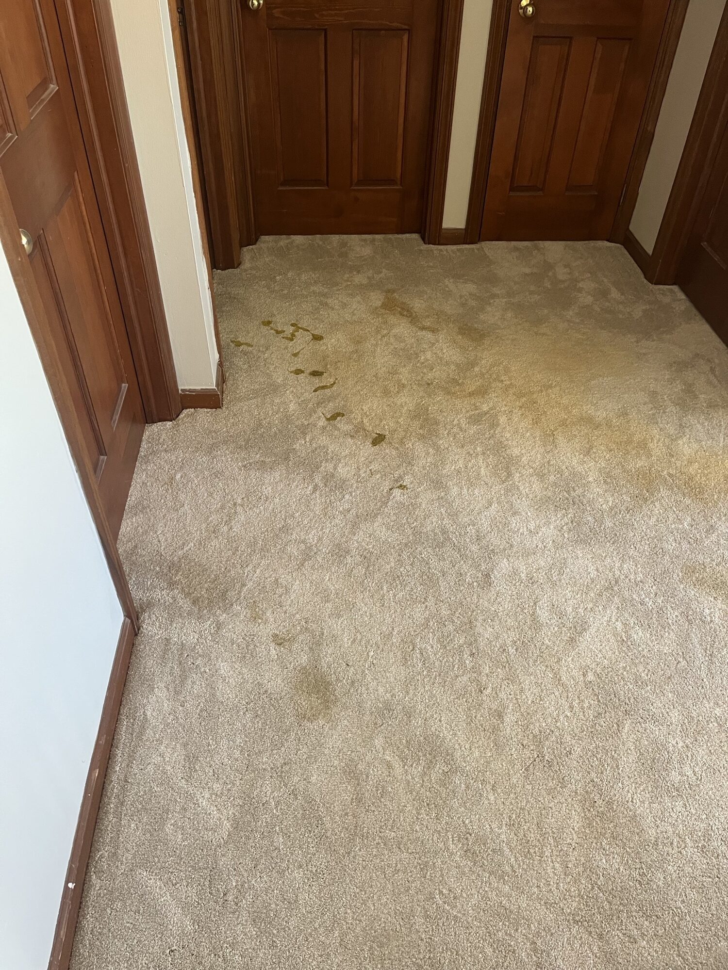 Heavily pet stained carpet before professional cleaning by Triton Steam Cleaning