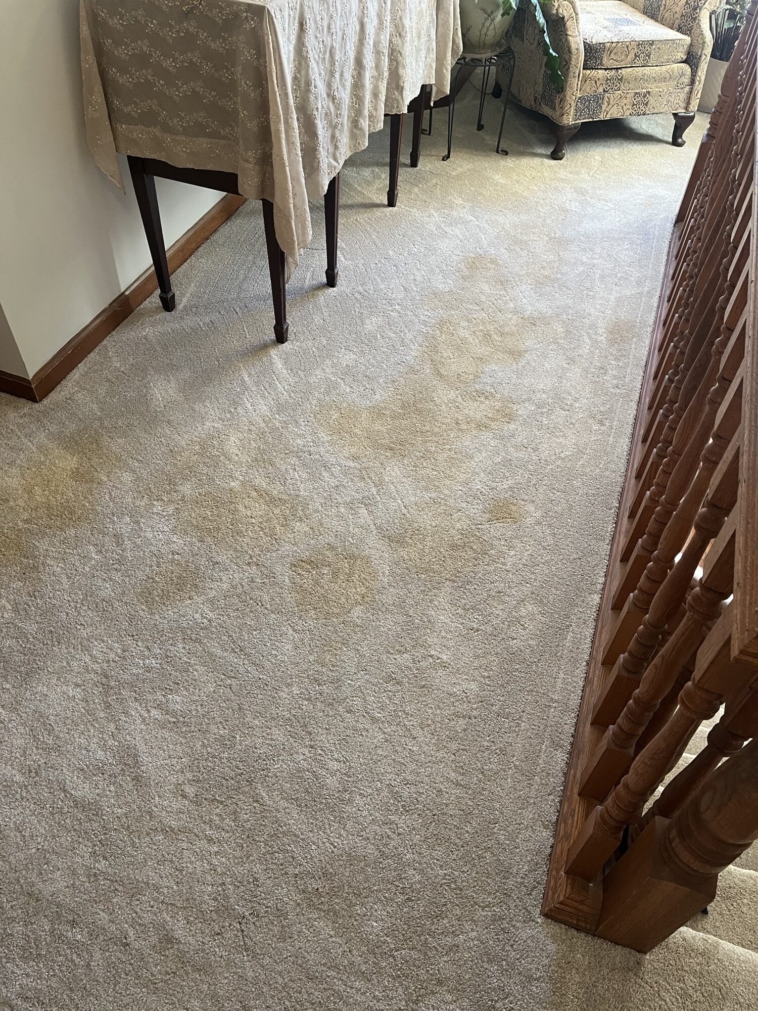 Carpet with pet urine staining before professional cleaning by Triton Steam Cleaning