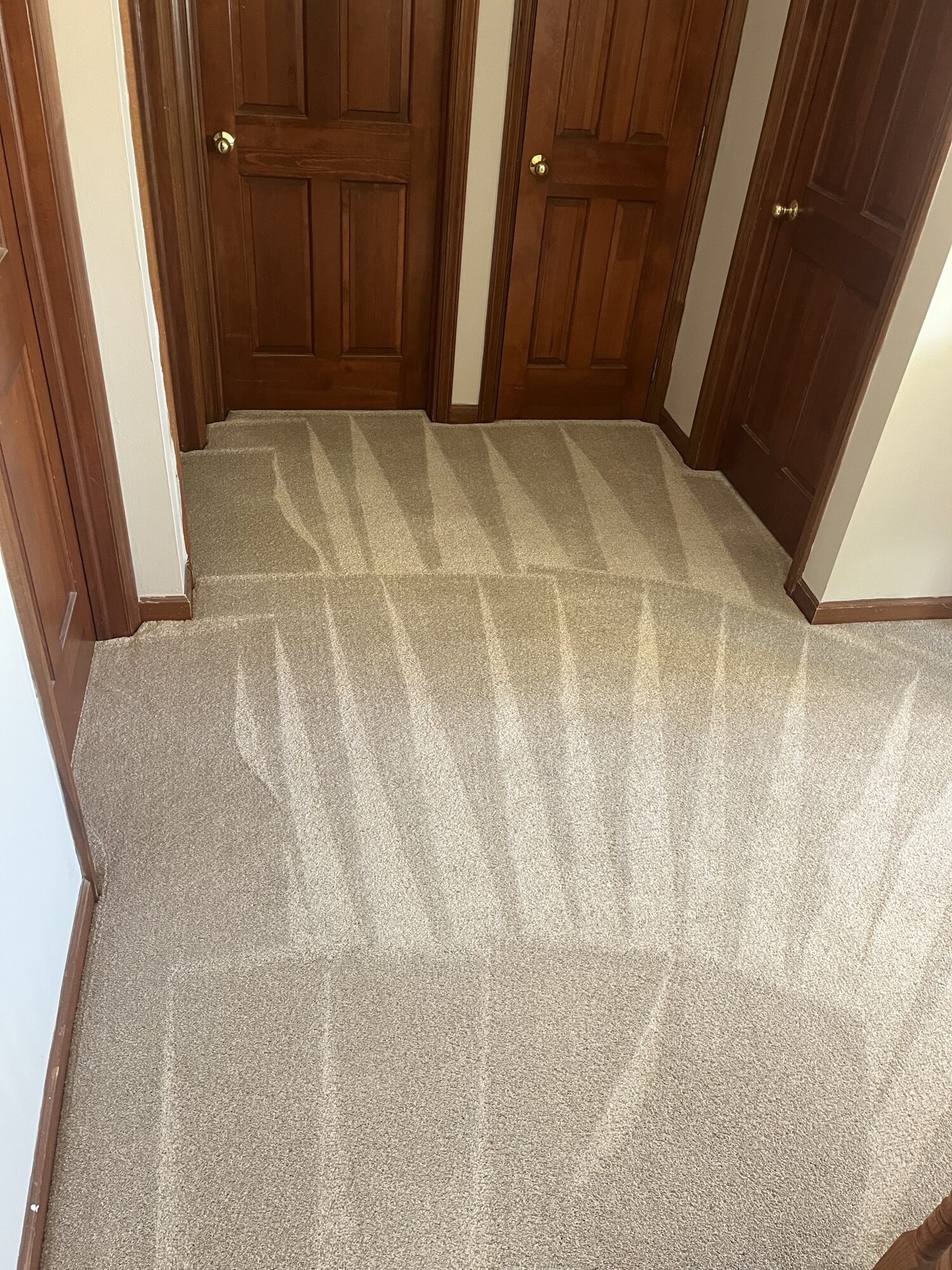 Pet stained carpet after professional cleaning by Triton Steam Cleaning